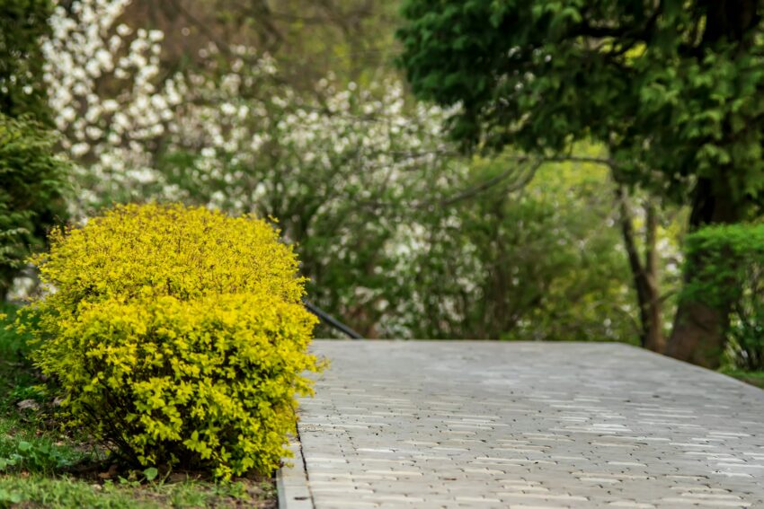 Farverige buske til helårsblomstring i din have