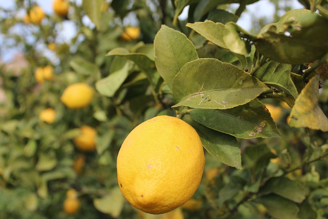 Citrontræets fantastiske duft og hvordan du kan nyde den